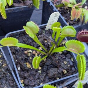 Dionaea Vitiligo