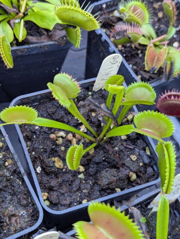 Dionaea Vitiligo