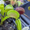 Dionaea Vitiligo - Image 2