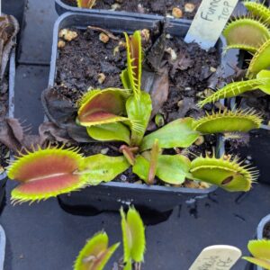 Dionaea funnel trap