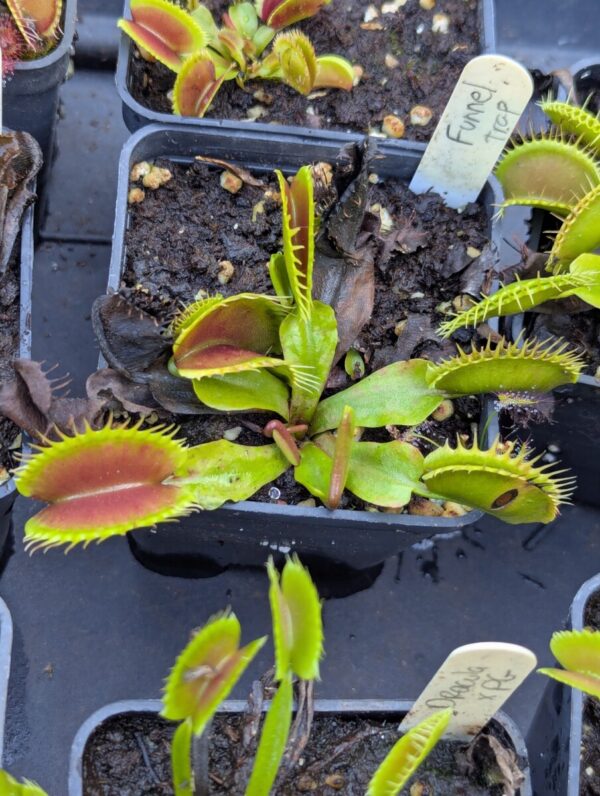 Dionaea funnel trap