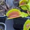 Dionaea funnel trap – Image 2