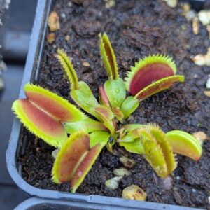 Dionaea Giant Clam