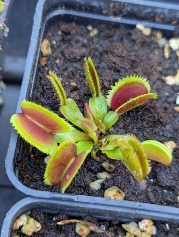 Dionaea Giant Clam