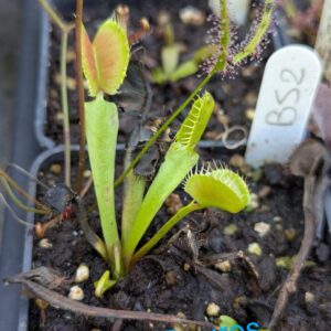 Dionaea B52