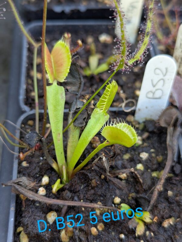 Dionaea B52