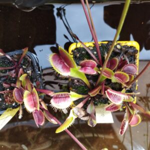 dionaea akai ryu
