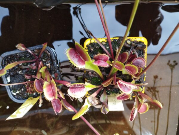 dionaea akai ryu
