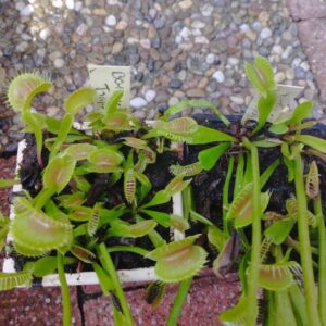 dionaea B01 arced traps