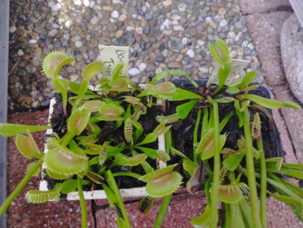 dionaea B01 arced traps