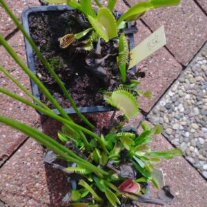 dionaea b52