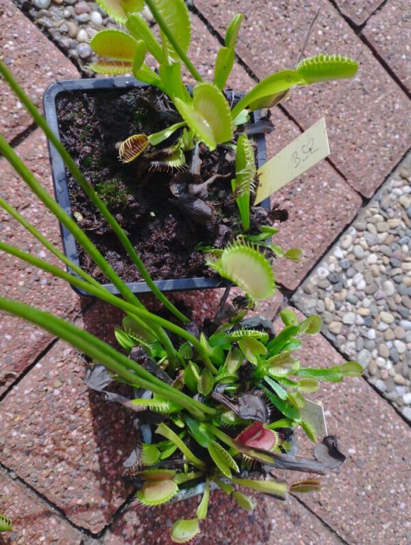 dionaea b52
