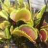 lot Sarracenia Leucophylla Leucophylla hybride similaire à Mont Blanc + 1 dionaea sawtooth x piranha – Image 4