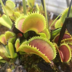 Dionaea Muscipula Sawtooth x Piranha cultivar taille XL (XL size)