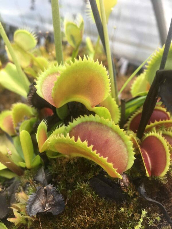 Dionaea Muscipula Sawtooth x Piranha cultivar taille XL (XL size)