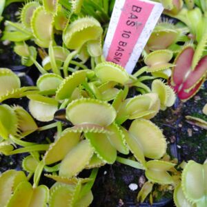 dionaea bas 10 basmati op