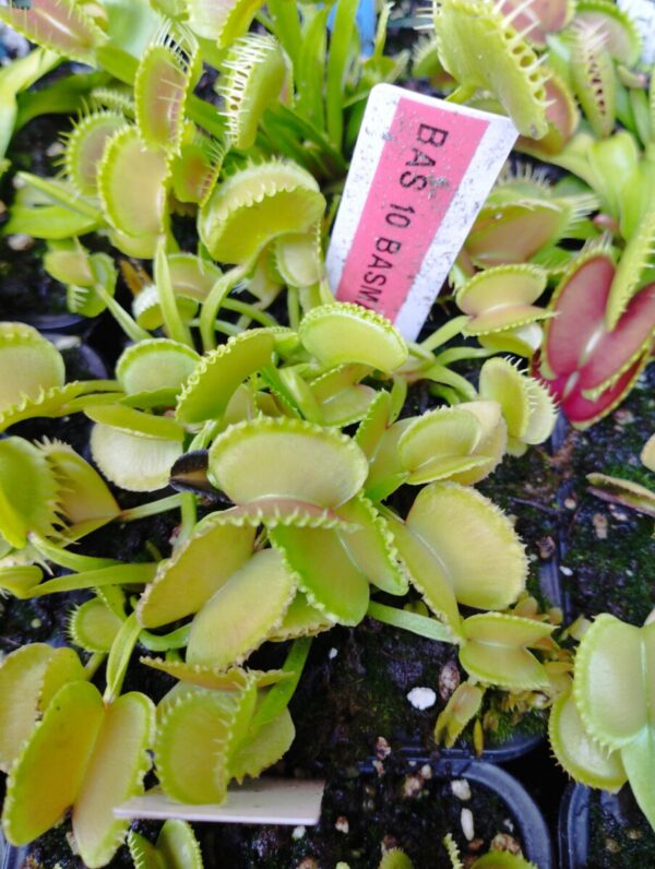 dionaea bas 10 basmati op