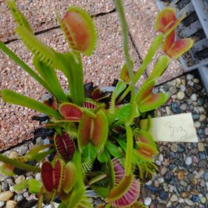 dionaea big