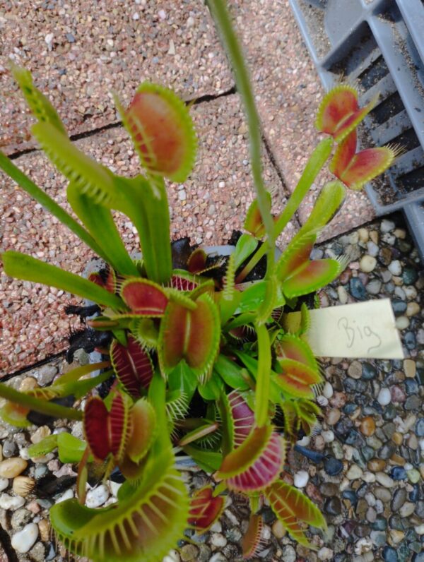 dionaea big