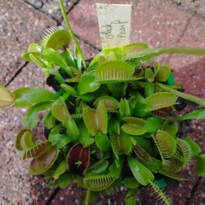 dionaea black pearl