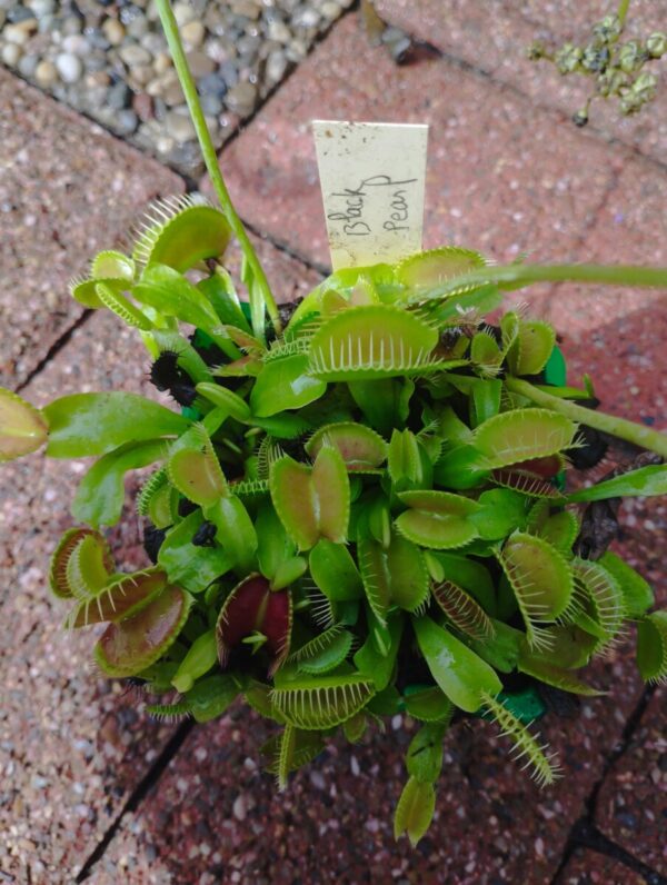 dionaea black pearl
