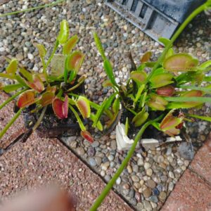 dionaea bloody shark