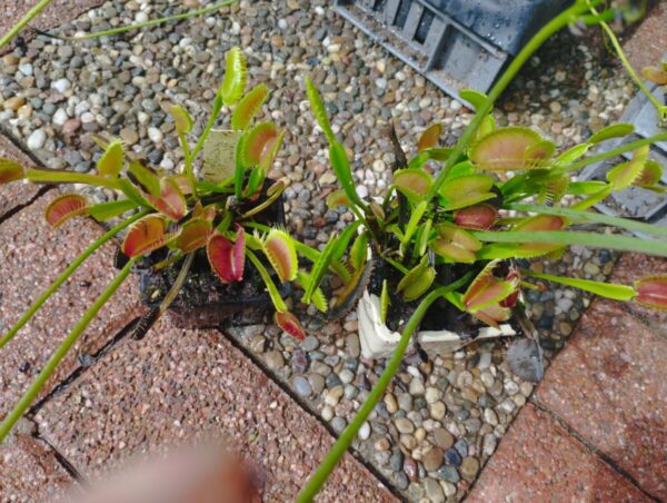 dionaea bloody shark