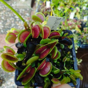 dionaea bristle tooth