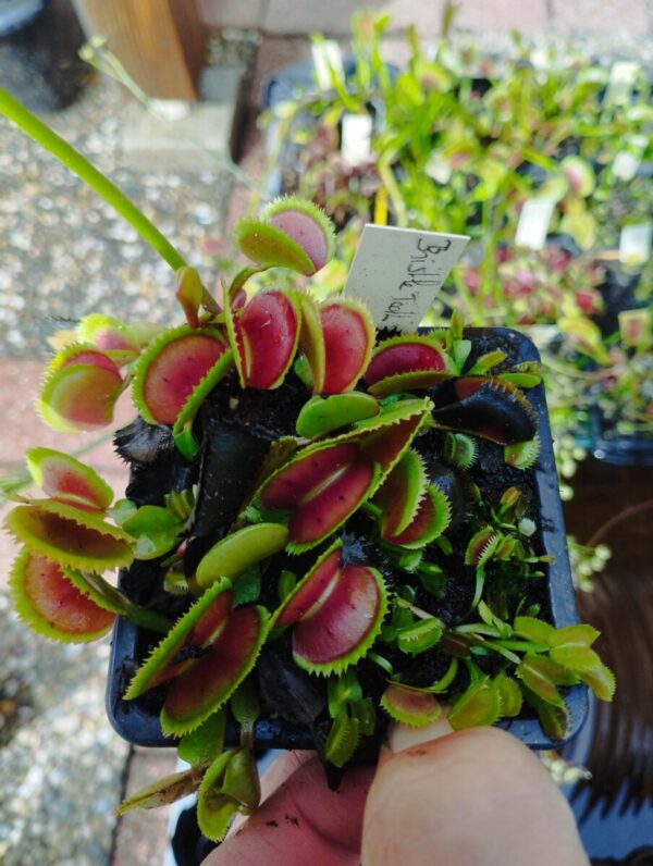 dionaea bristle tooth