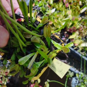 dionaea charly mandon's spotted