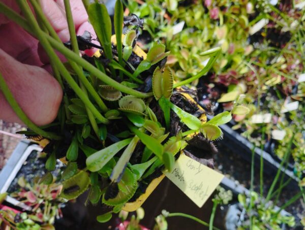 dionaea charly mandon's spotted