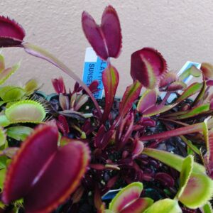 dionaea clayton red sunset