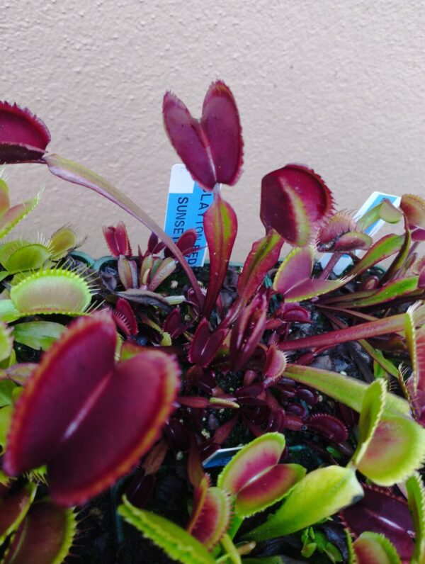 dionaea clayton red sunset