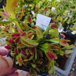 dionaea clone th carrow
