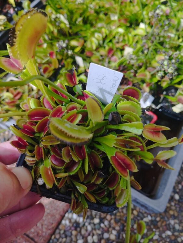 dionaea clone th carrow