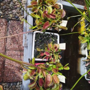 dionaea coq couché
