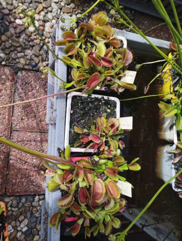 dionaea rooster