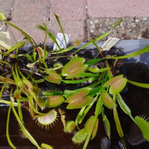 dionaea darwin