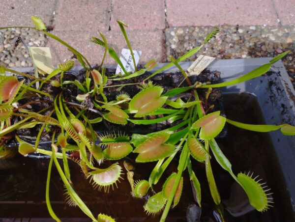 dionaea darwin