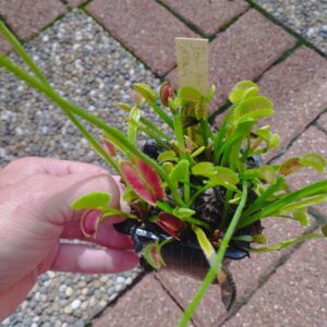 dionaea dent de requin