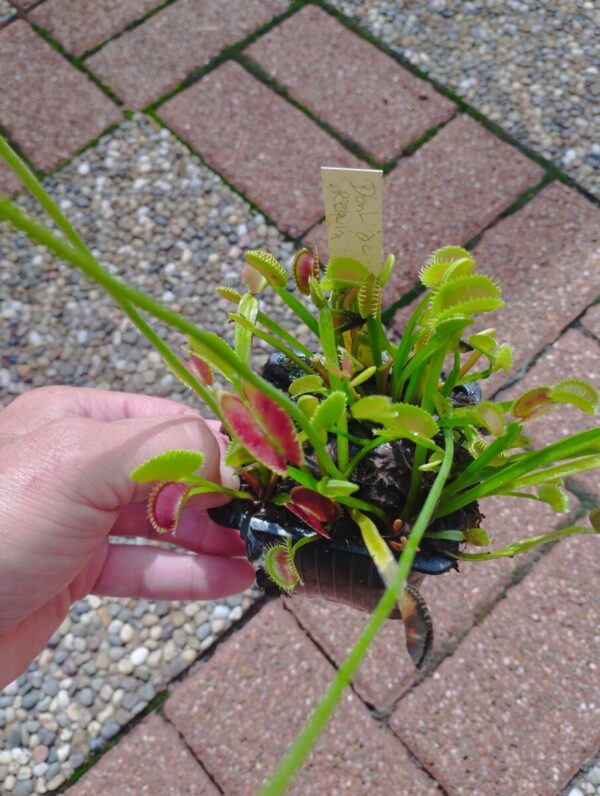 dionaea dent de requin