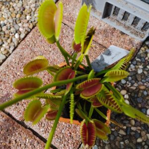 dionaea doubla face