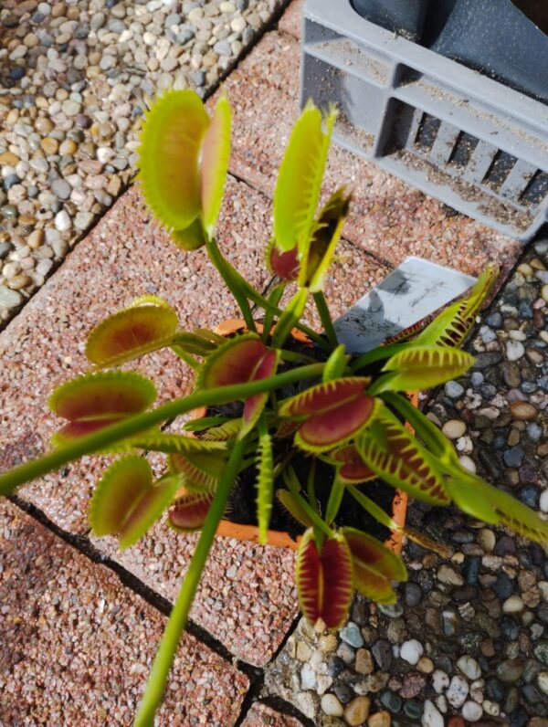 dionaea doubla face