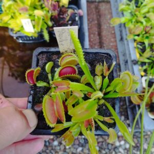 dionaea dracula