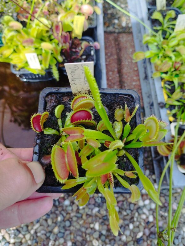 dionaea dracula