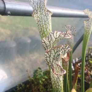 Sarracenia Leucophylla Leucophylla hybride similaire à Mont Blanc