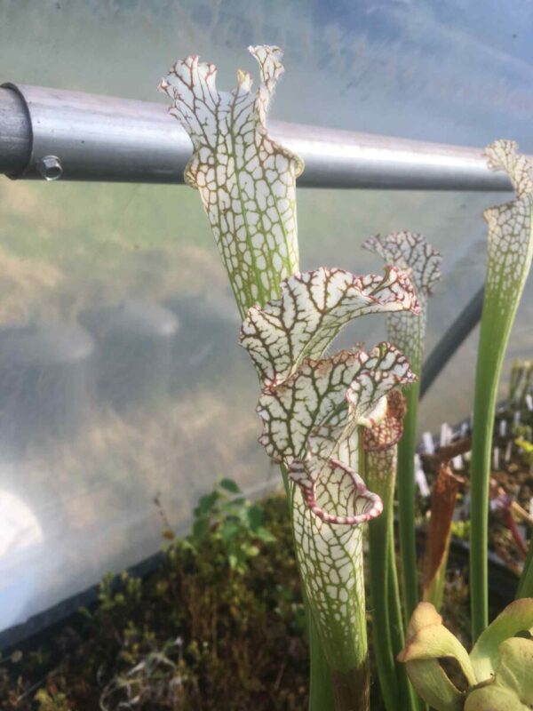 Sarracenia Leucophylla Leucophylla hybride similaire à Mont Blanc