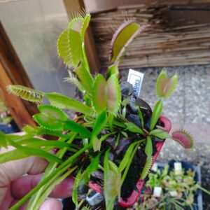 dionaea eyelashes