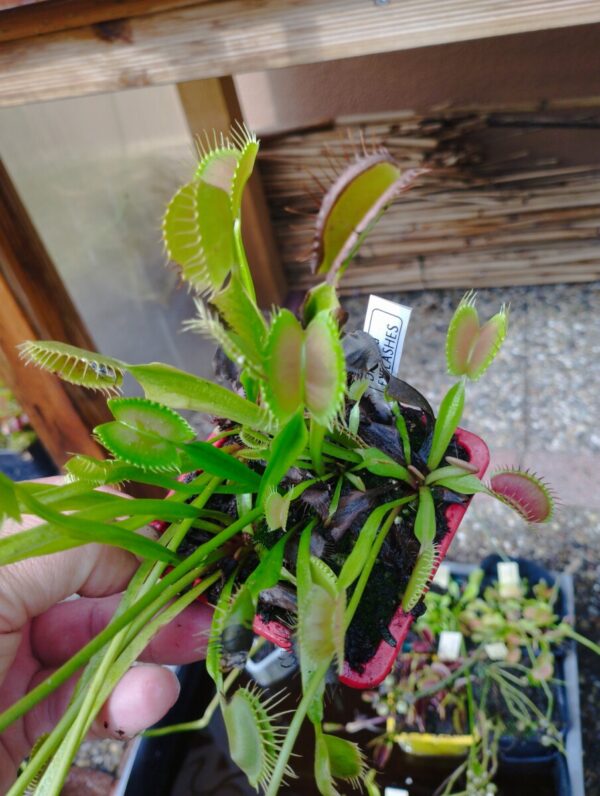 dionaea eyelashes