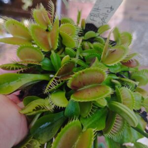dionaea flatt spotted